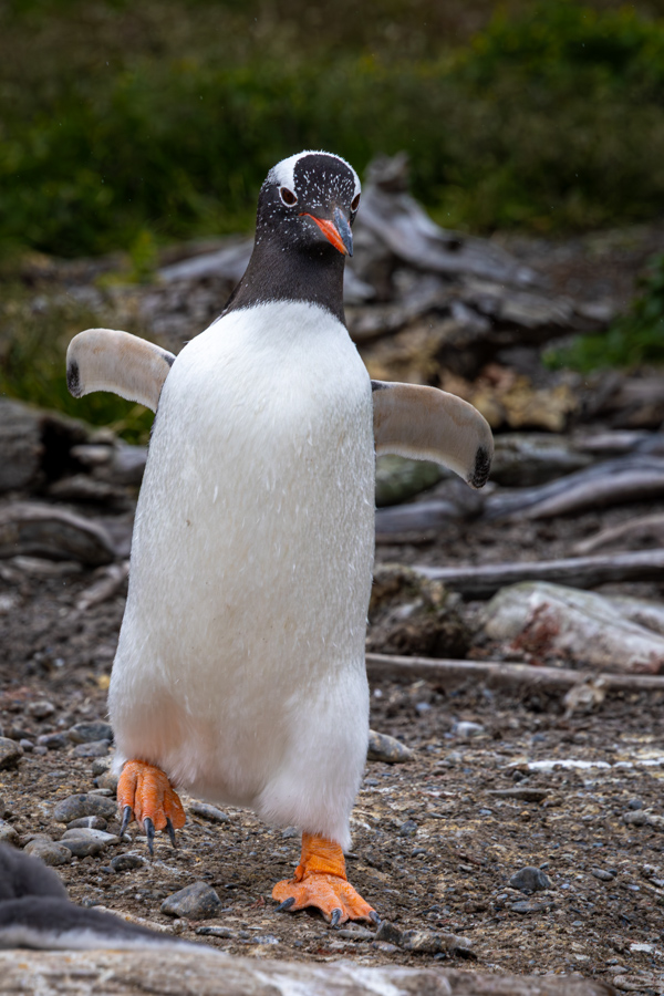 Waddling Downhill in Ushuaia, Argentina