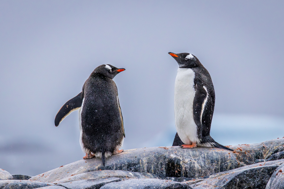 Penguin Conversation in Melchior Islands, Antarctica
