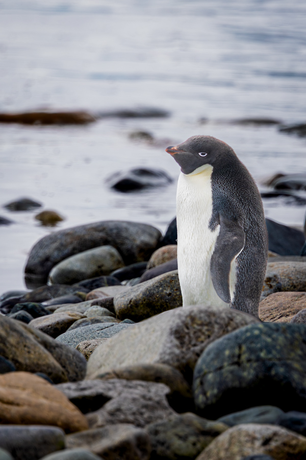 Cute Adelie in Cuverville Island, Antarctica