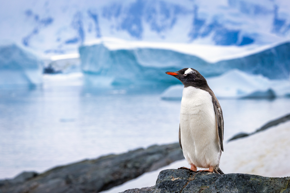 Poser in Cuverville Island, Antarctica