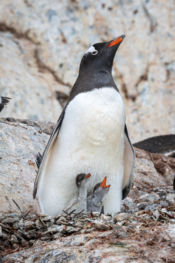 Gentoo Chicks in Cuverville Island, Antarctica
