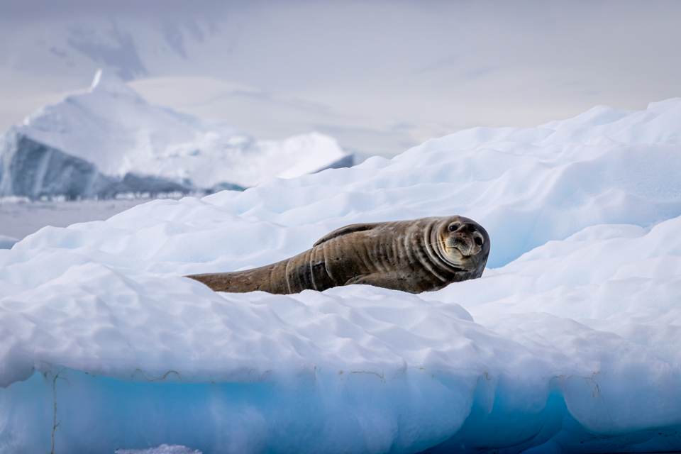 Big Seal in Paradise Bay, Antarctica