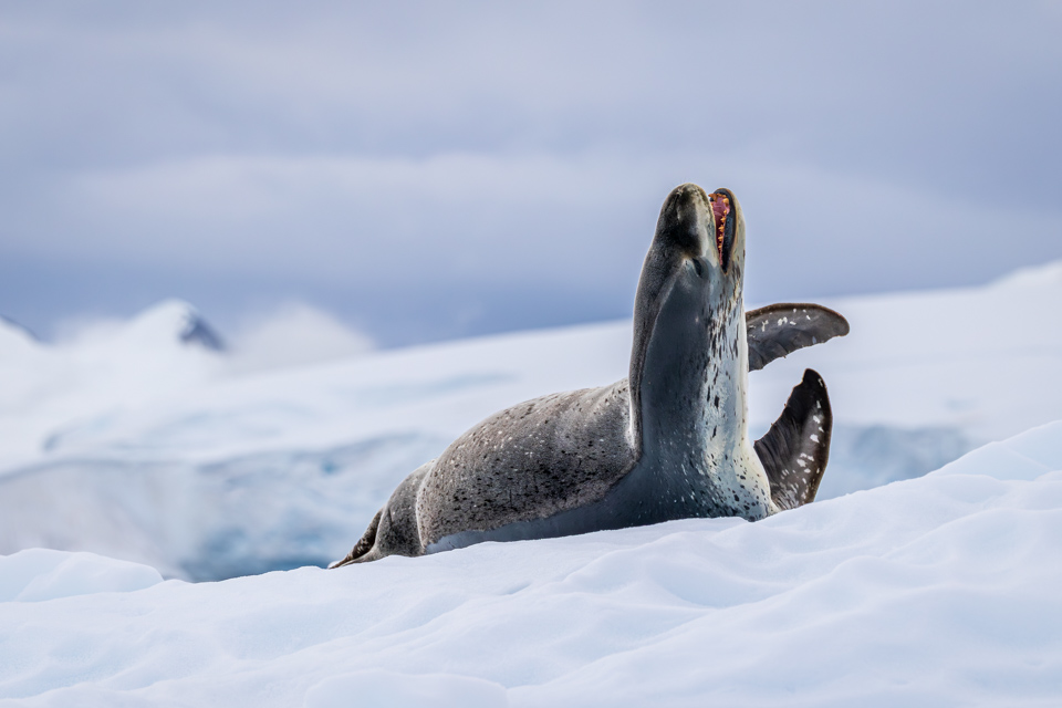 Cool Leopard in Paradise Bay, Antarctica