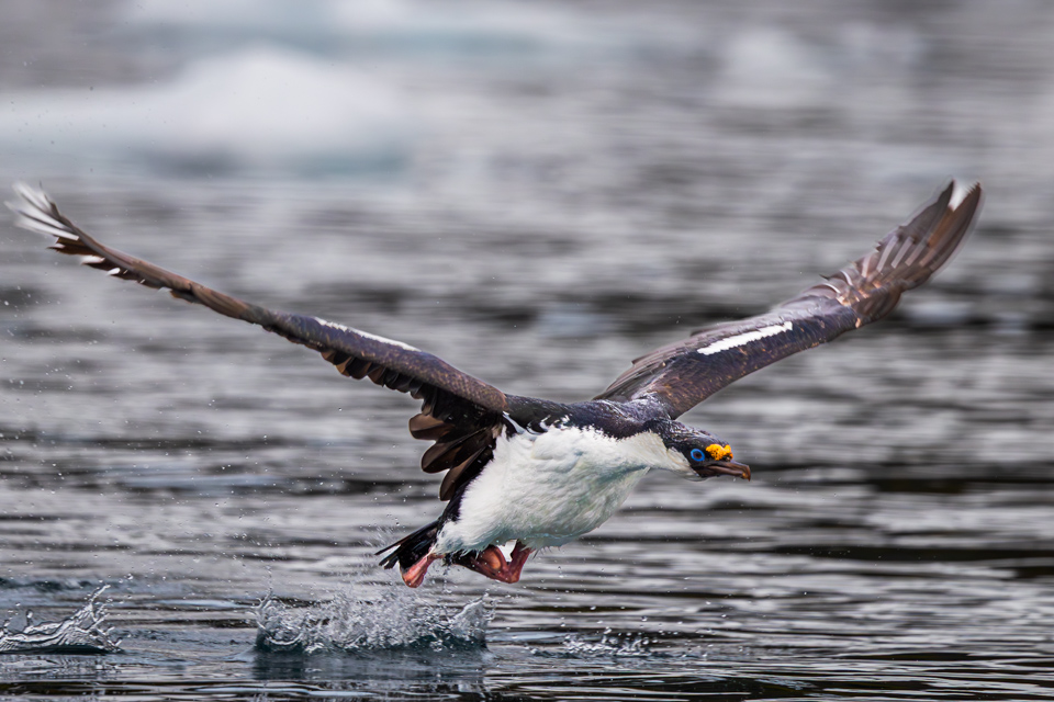 Taking Off in Paradise Bay, Antarctica