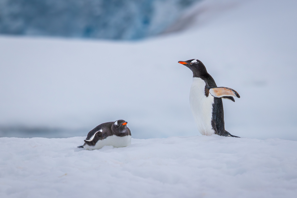 Penguin Couple in Paradise Bay, Antarctica