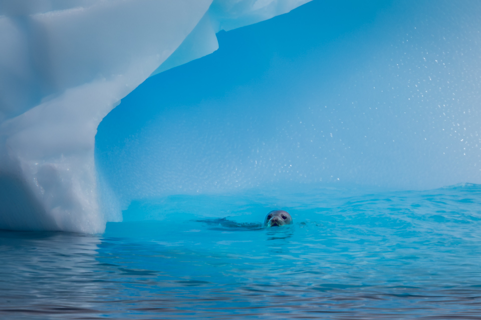 Cold Bath in Palaver Point, Antarctica