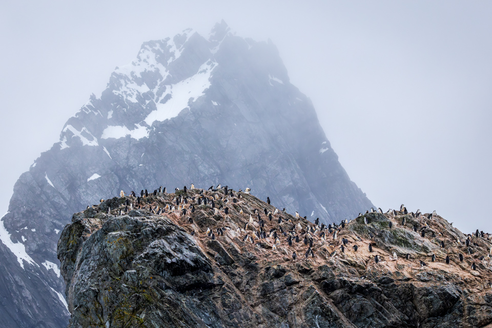 High Chinstraps in Elephant Island, Antarctica