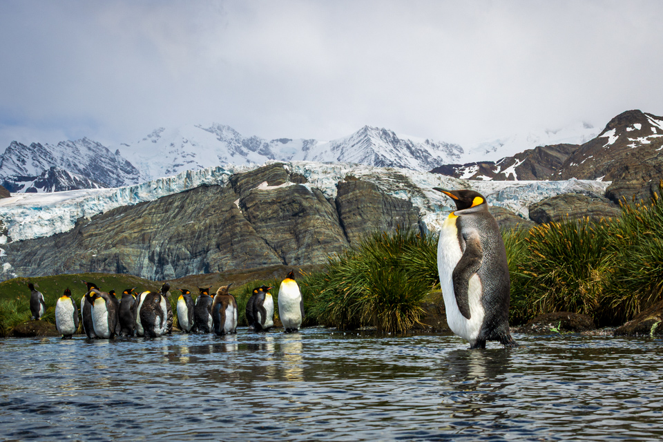 King in Gold Harbor, South Georgia