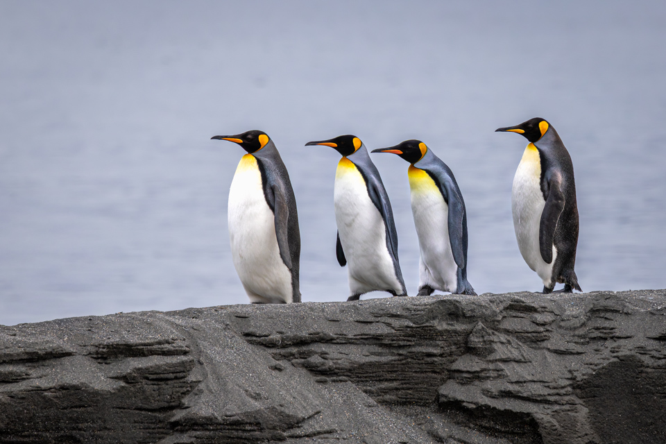 In a Row in St Andrews Bay, South Georgia