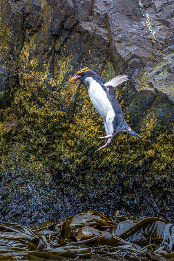 Penguin Leap in Hercules Bay, South Georgia