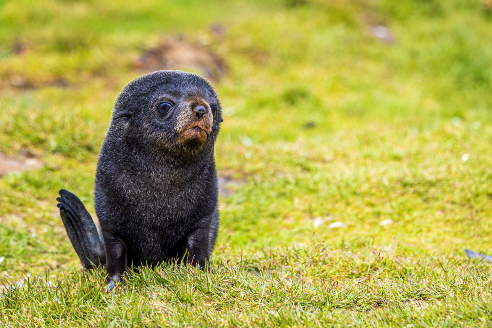 Little Pup in Grytviken, South Georgia