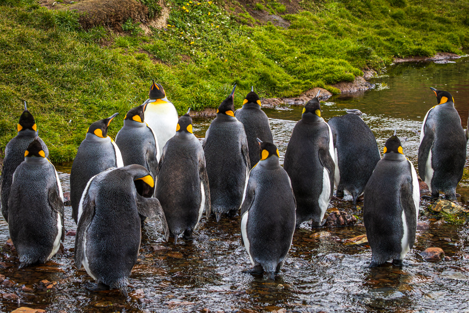 Odd King Penguin Out in Grytviken, South Georgia