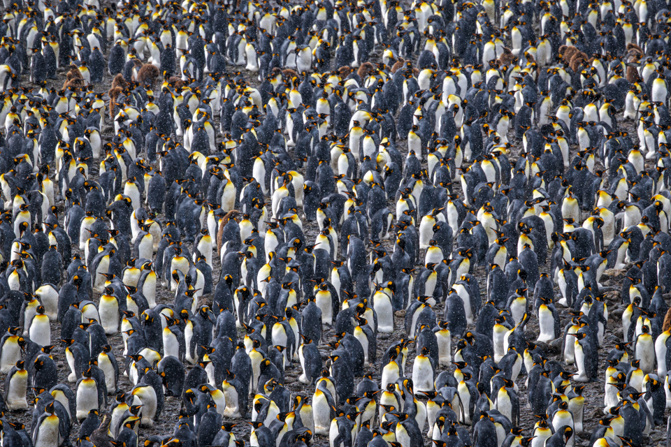 Penguins in Fortuna Bay, South Georgia