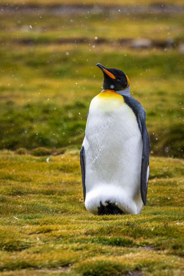 Back on its Heels in Fortuna Bay, South Georgia