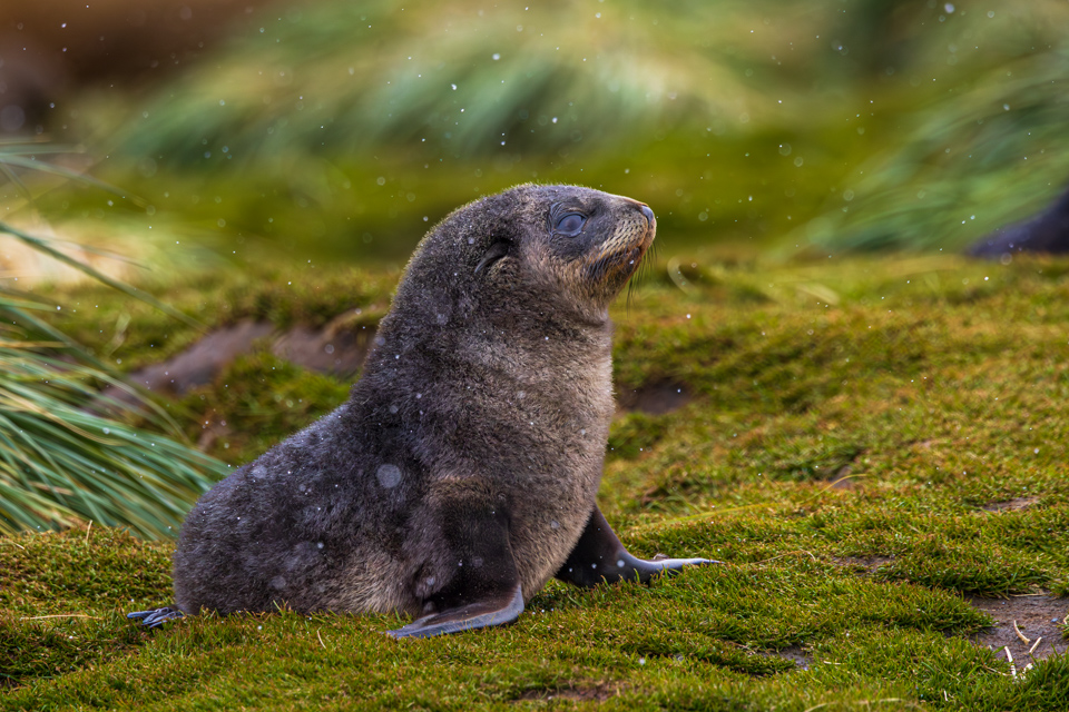 Little Fur Seal in Fortuna Bay, South Georgia