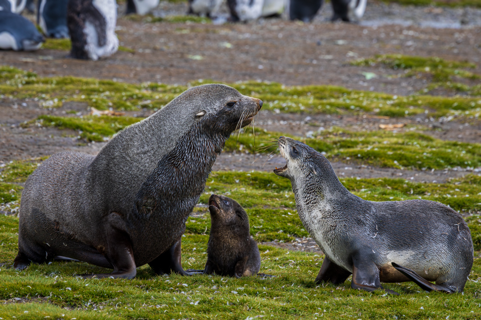 Family Discussion in Salisbury Plain, South Georgia