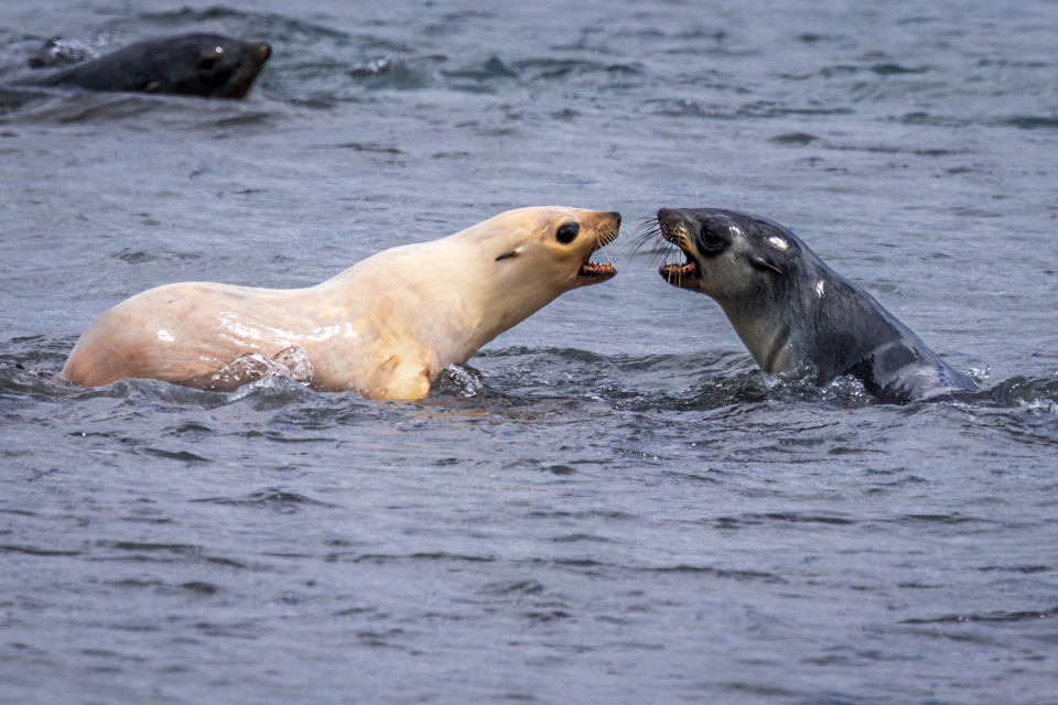 White Seal in Salisbury Plain, South Georgia
