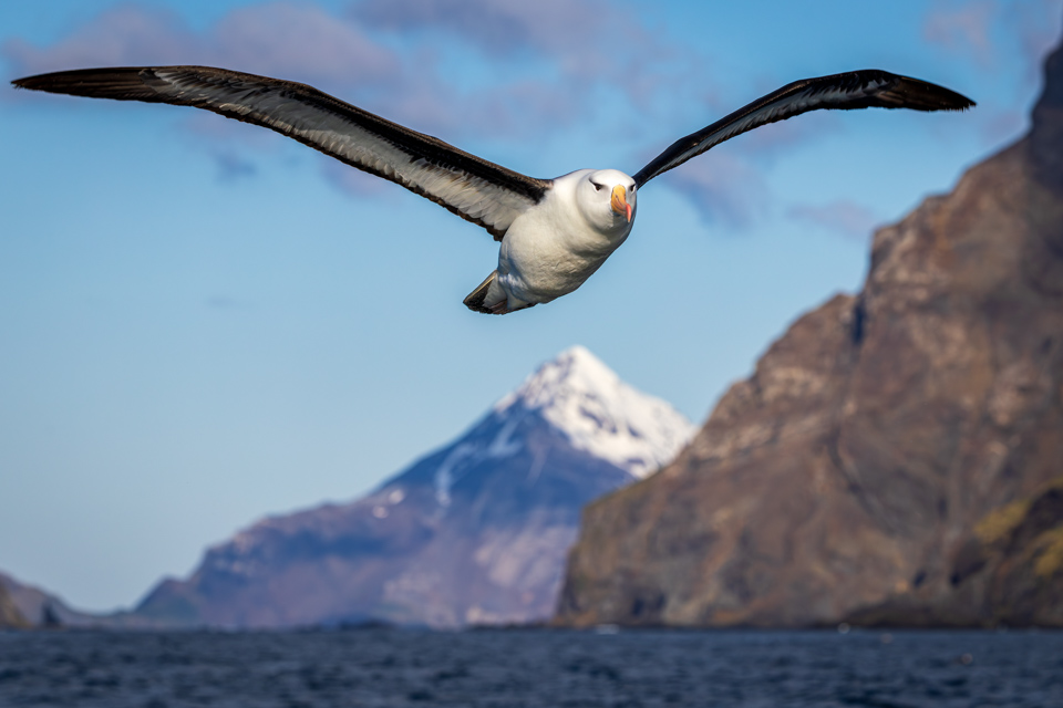 Big Bird in Elsehul Bay, South Georgia
