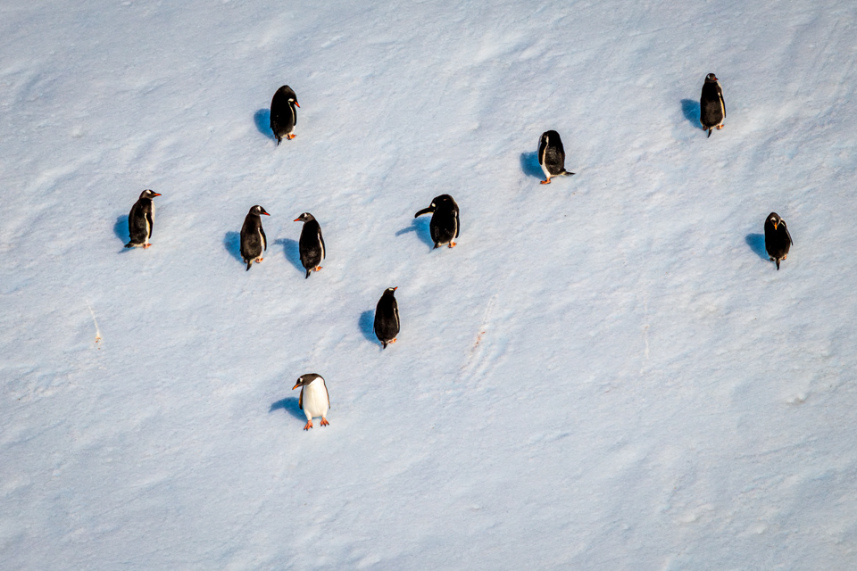 Blacks and White in Elsehul Bay, South Georgia