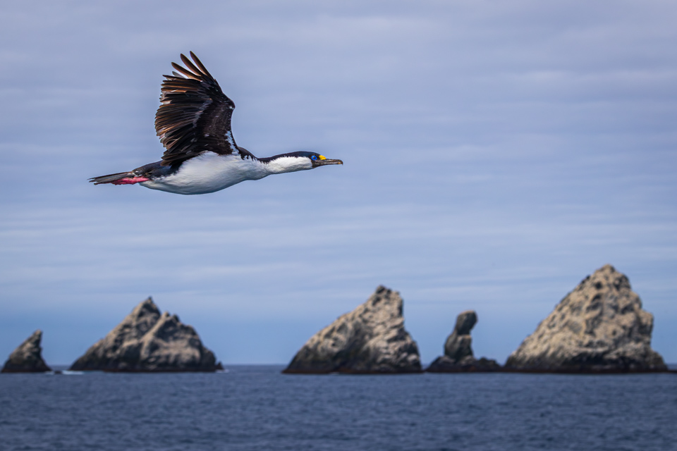 Flying by Shag Islands in Shag Islands, South Georgia