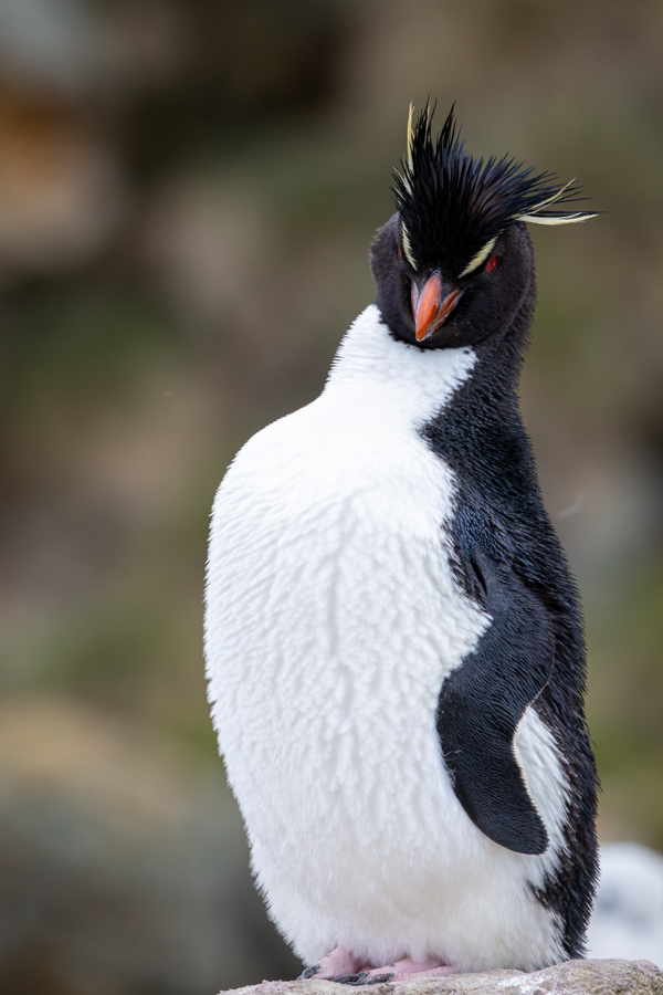 Disapproving Look in North Island, Falkland Islands