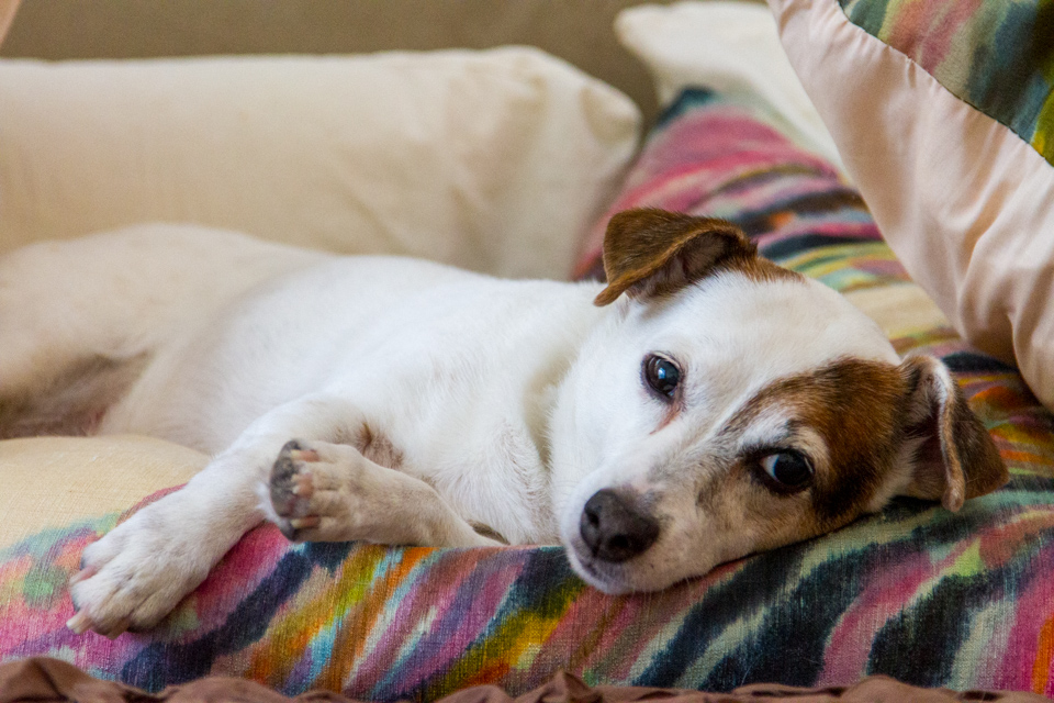 Relaxed Sweet Pea in Atlanta, Georgia