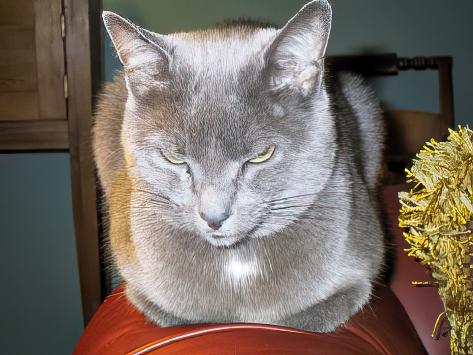 Grey Kitty in Columbus, Georgia