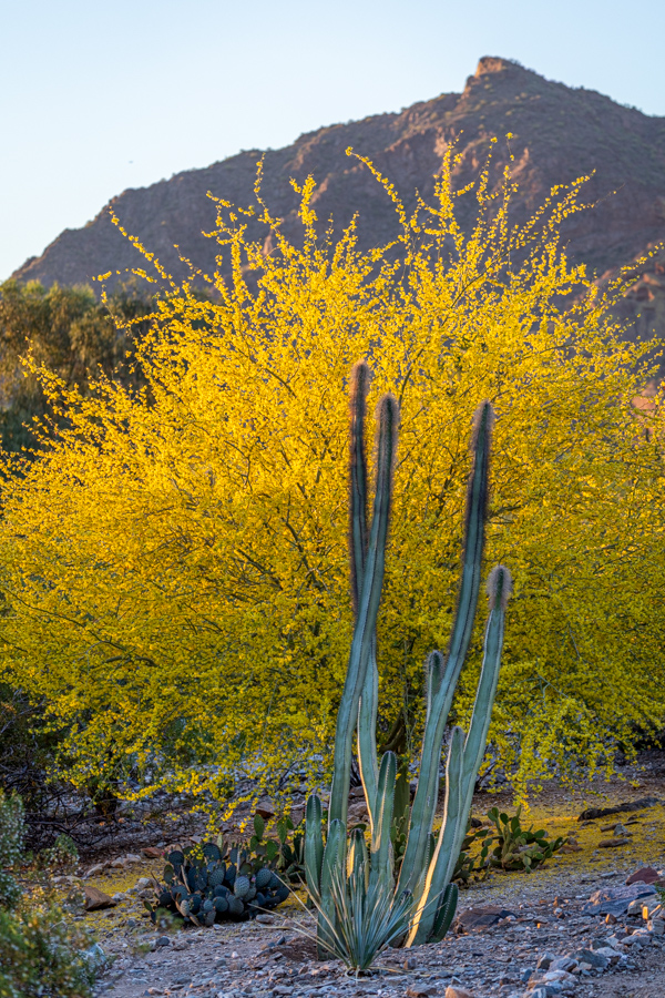 Golden Tree in Paradise Valley, Arizona