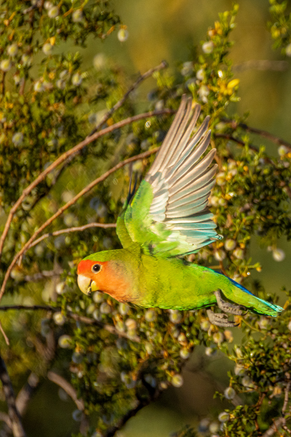 In the Wing in Paradise Valley, Arizona