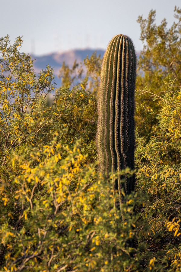 Standing Tall  in Paradise Valley, Arizona