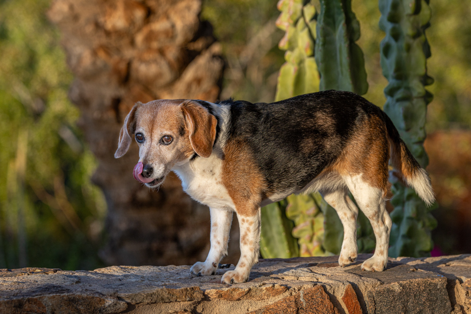 Cute Pup in Paradise Valley, Arizona