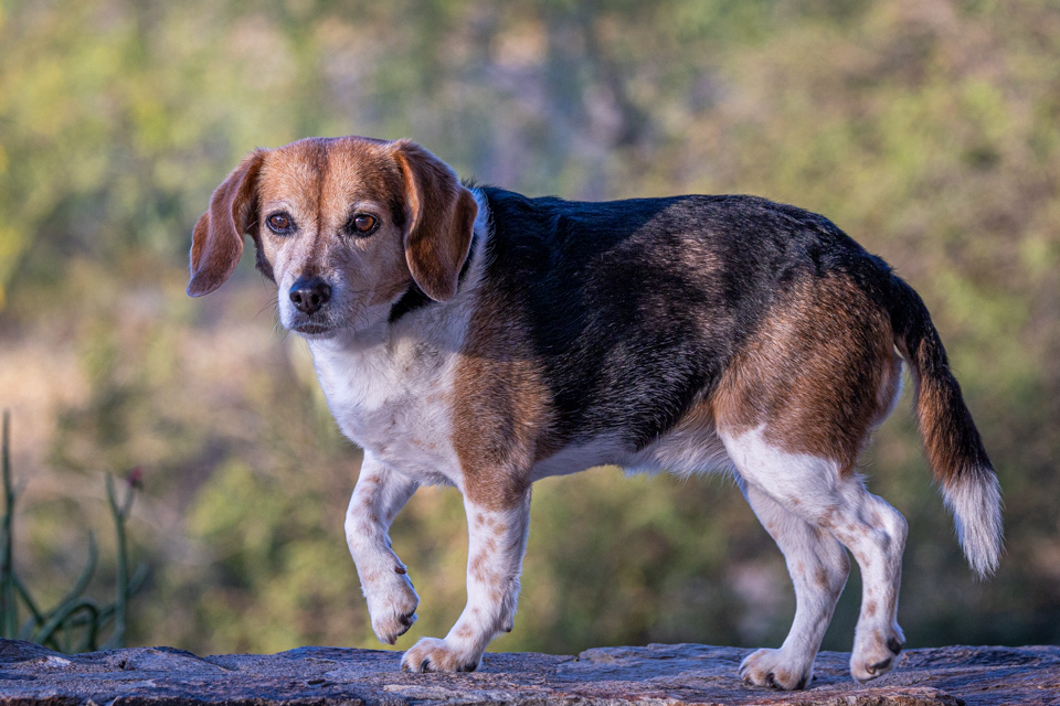 High Stepping Beagle in Paradise Valley, Arizona