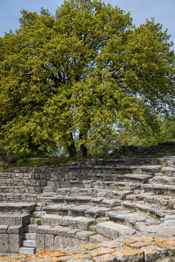 Troy Tree in Troy, Türkiye