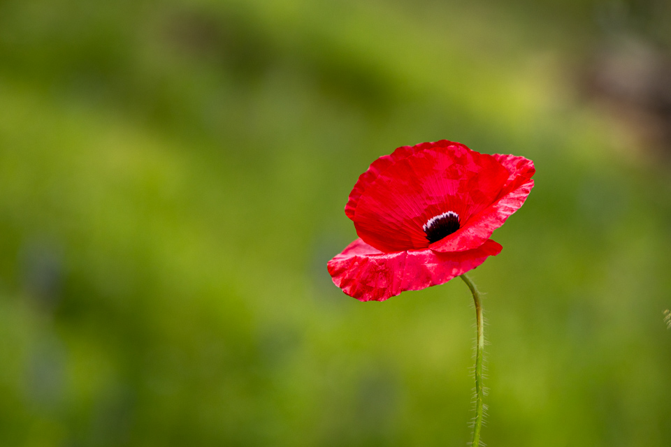 Poppy in Mount Ida, Türkiye