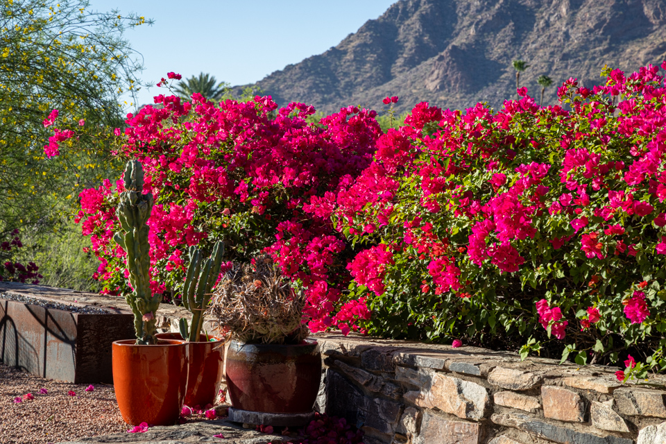 Bougainvillea in Paradise Valley, Arizona