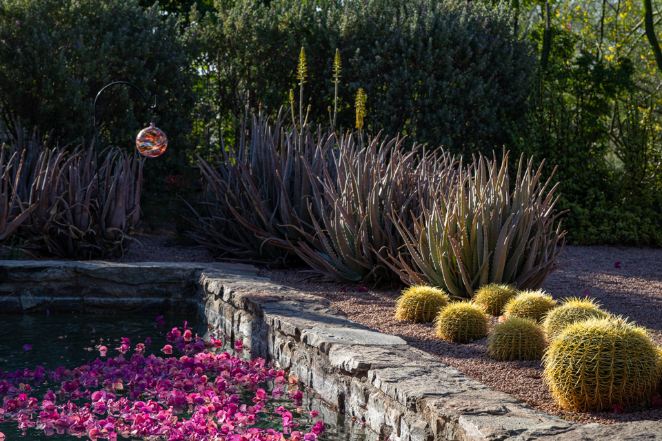Summer in the Desert in Paradise Valley, Arizona