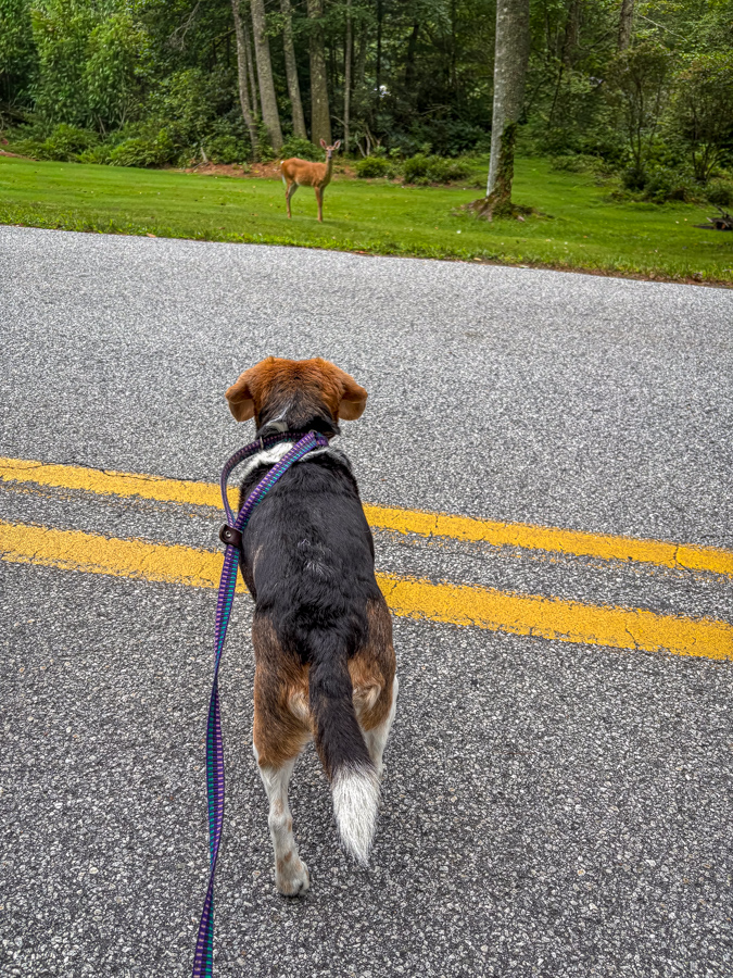 Standoff in Highlands, North Carolina