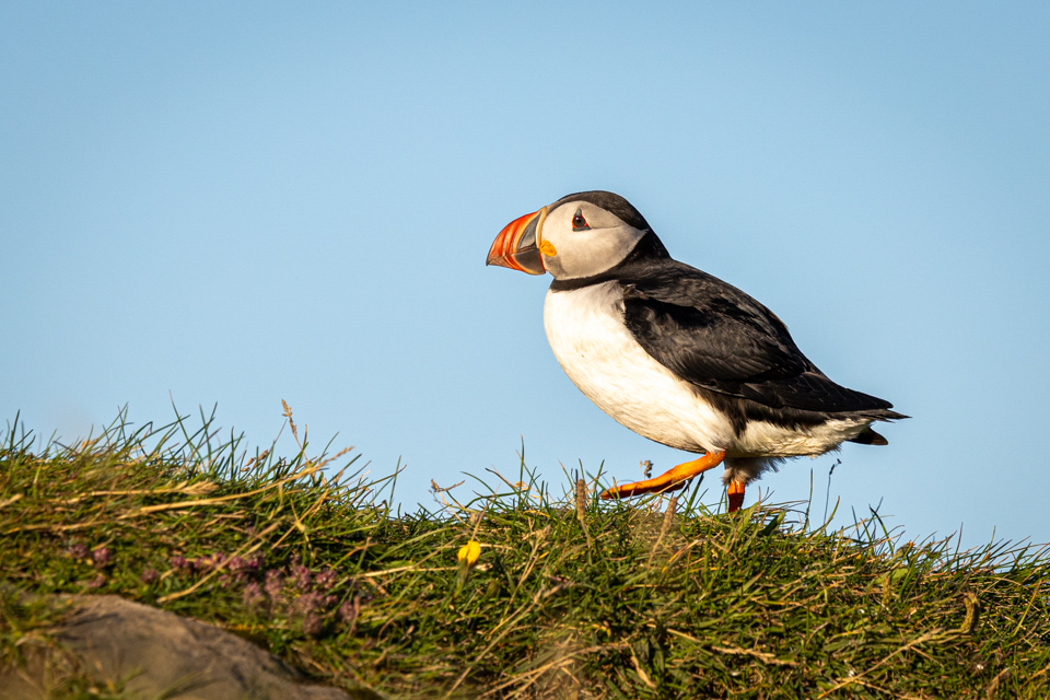 Puffin Walking in Vic, Iceland