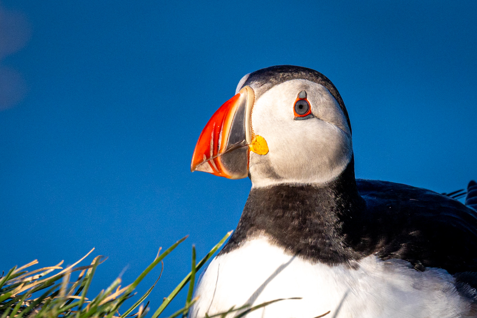 Colorful Bill in Vic, Iceland