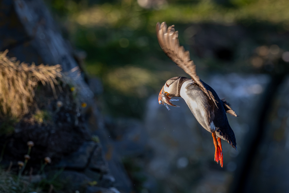 Flying in Dinner in Vic, Iceland