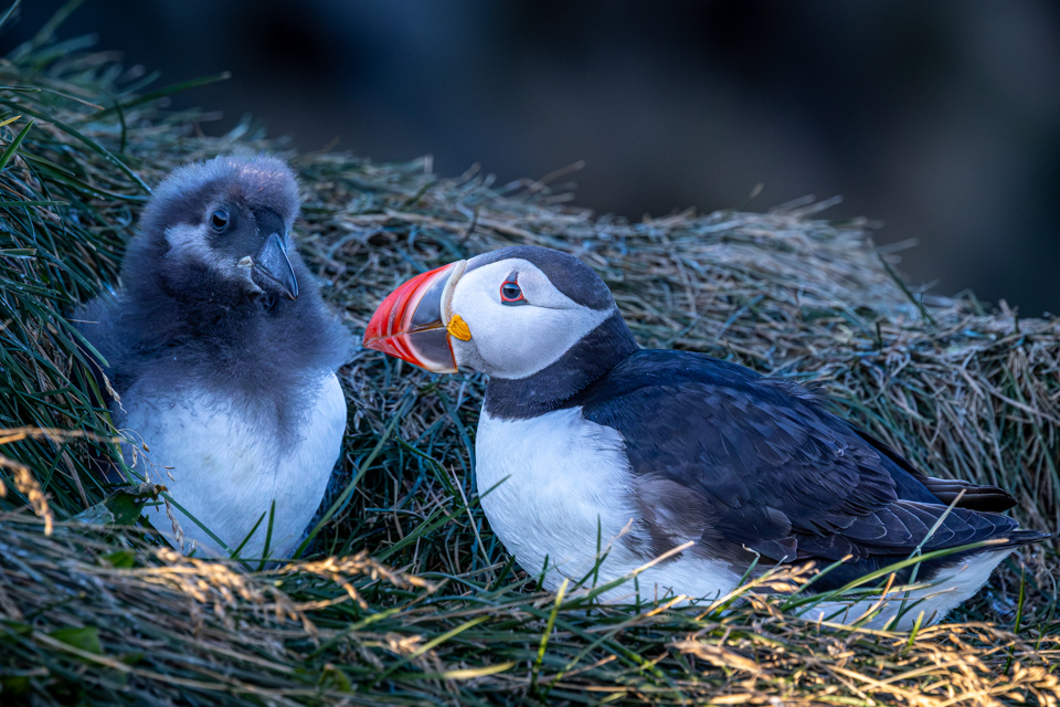 Puffin Chick in Vic, Iceland