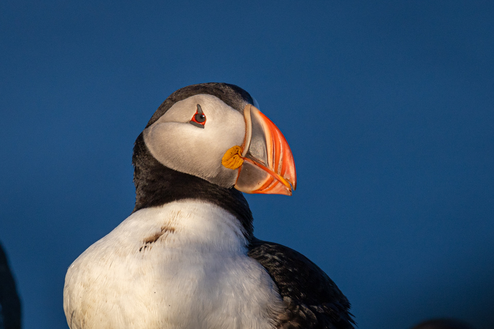Colorful Bird in Vic, Iceland