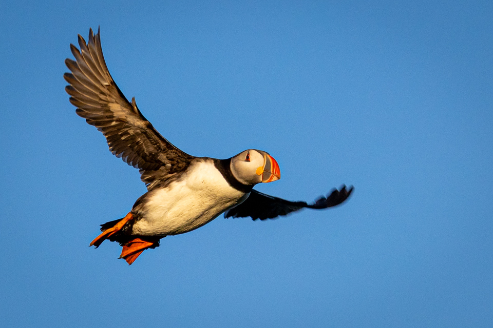 Flying High Over the Cliffs in Vic, Iceland