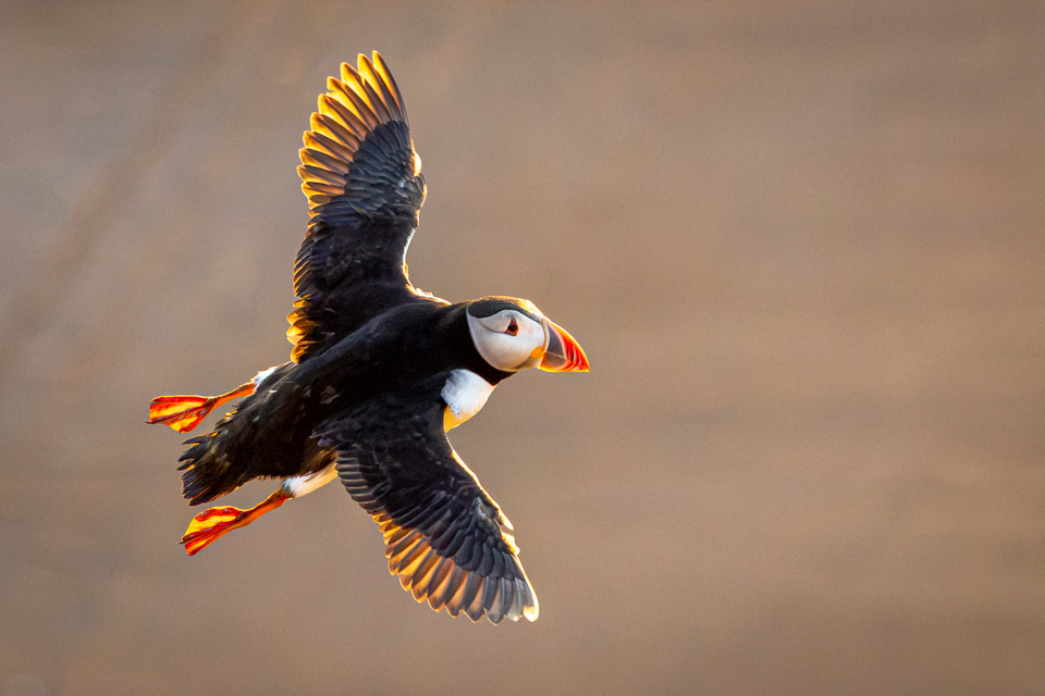 Sun Touched Feathers in Vic, Iceland