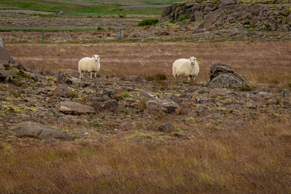 Three Sheep in Geysir, Iceland