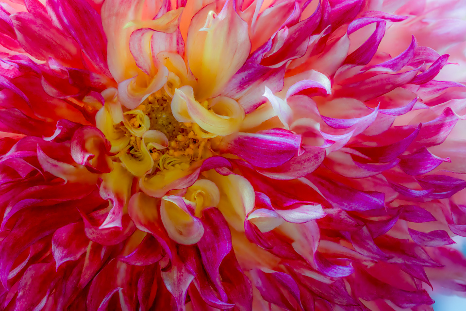 Flower Burst in Highlands, North Carolina