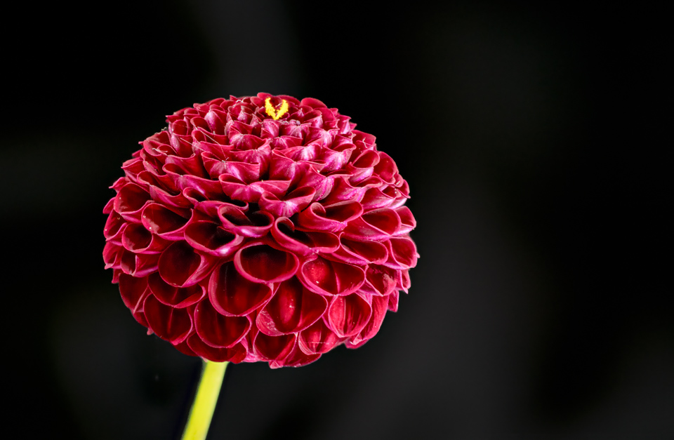 Tiny Dahlia in Highlands, North Carolina