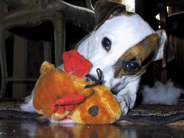 Sweetpea and a toy in Columbus, Georgia