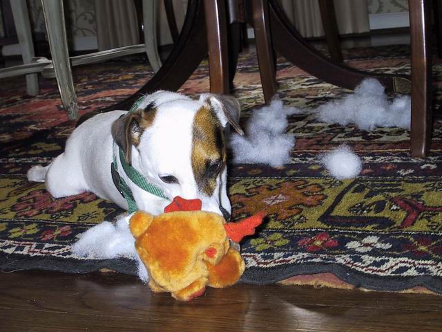 Sweetpea and a toy in Columbus, Georgia