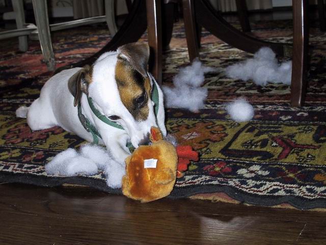 Sweetpea and a toy in Columbus, Georgia